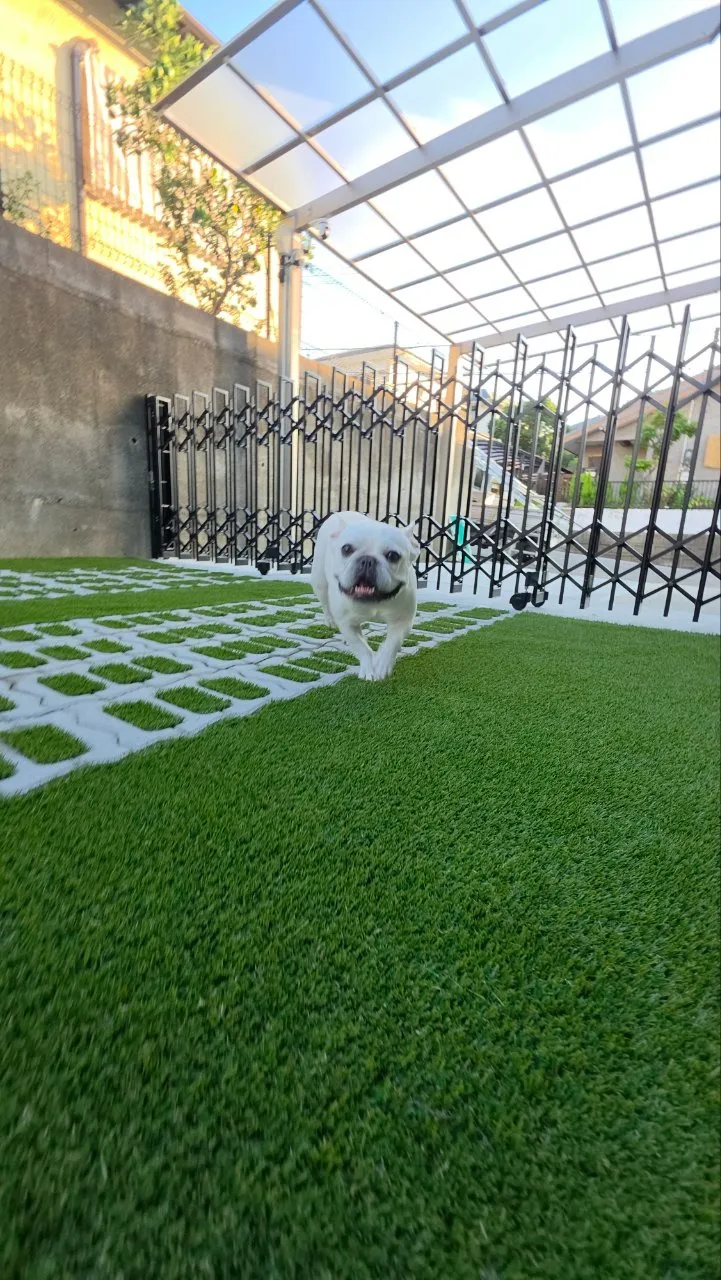 愛犬と快適に暮らす、緑化ブロックが映えるナチュラルモダン外構