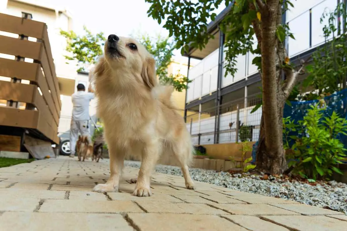 心地よさを追求した愛犬と過ごす空間
