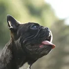 犬用フェンス