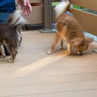 犬用フェンス