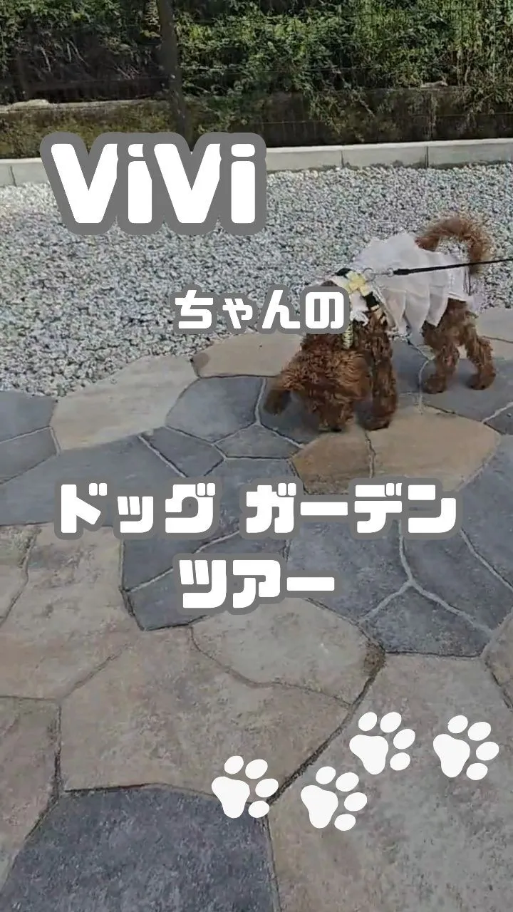 🐾 ViViのドッグガーデンツアーへようこそ！ 🐶🌿
